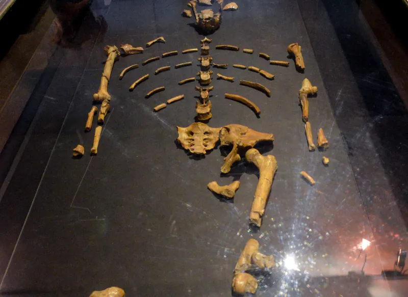 Lucy's fossil skeleton at the National Museum of Ethiopia